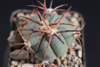 Echinocactus horizonthalonius VZD 431